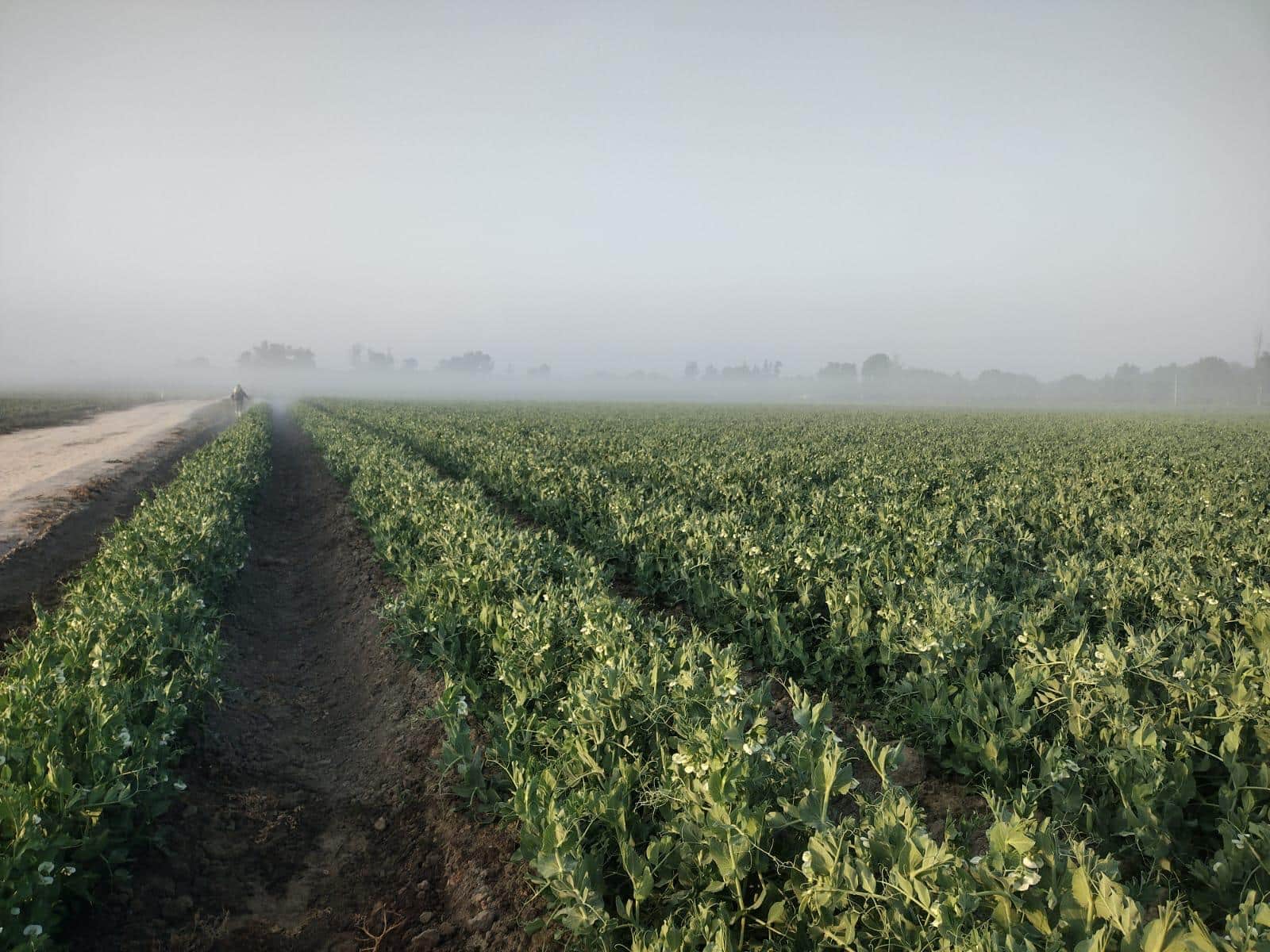 Field of fresh produce.