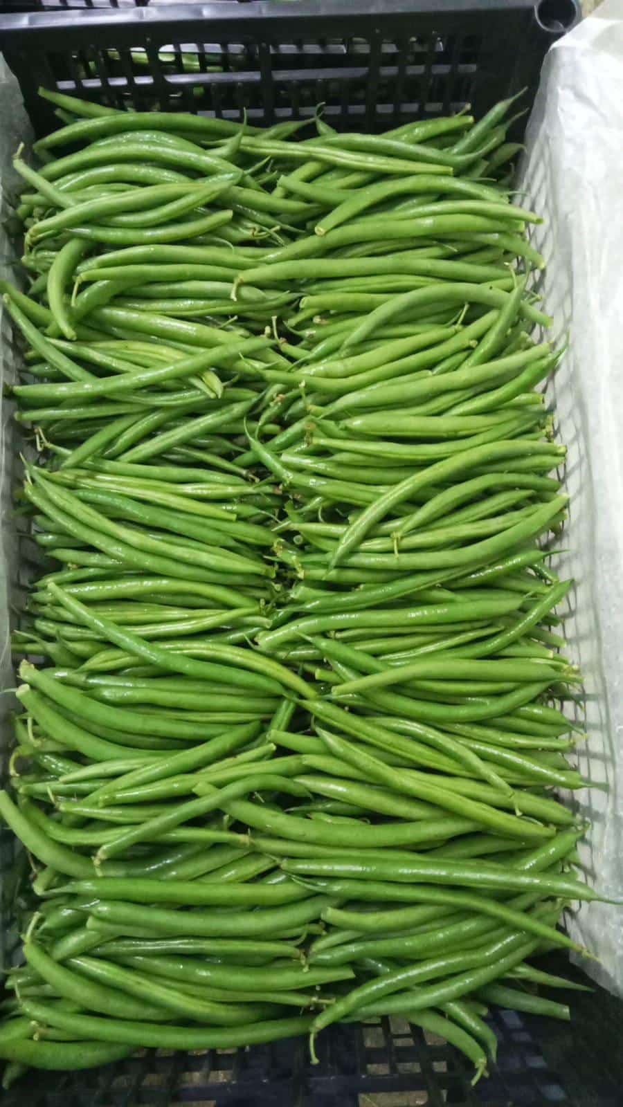 Organic greanm beans.