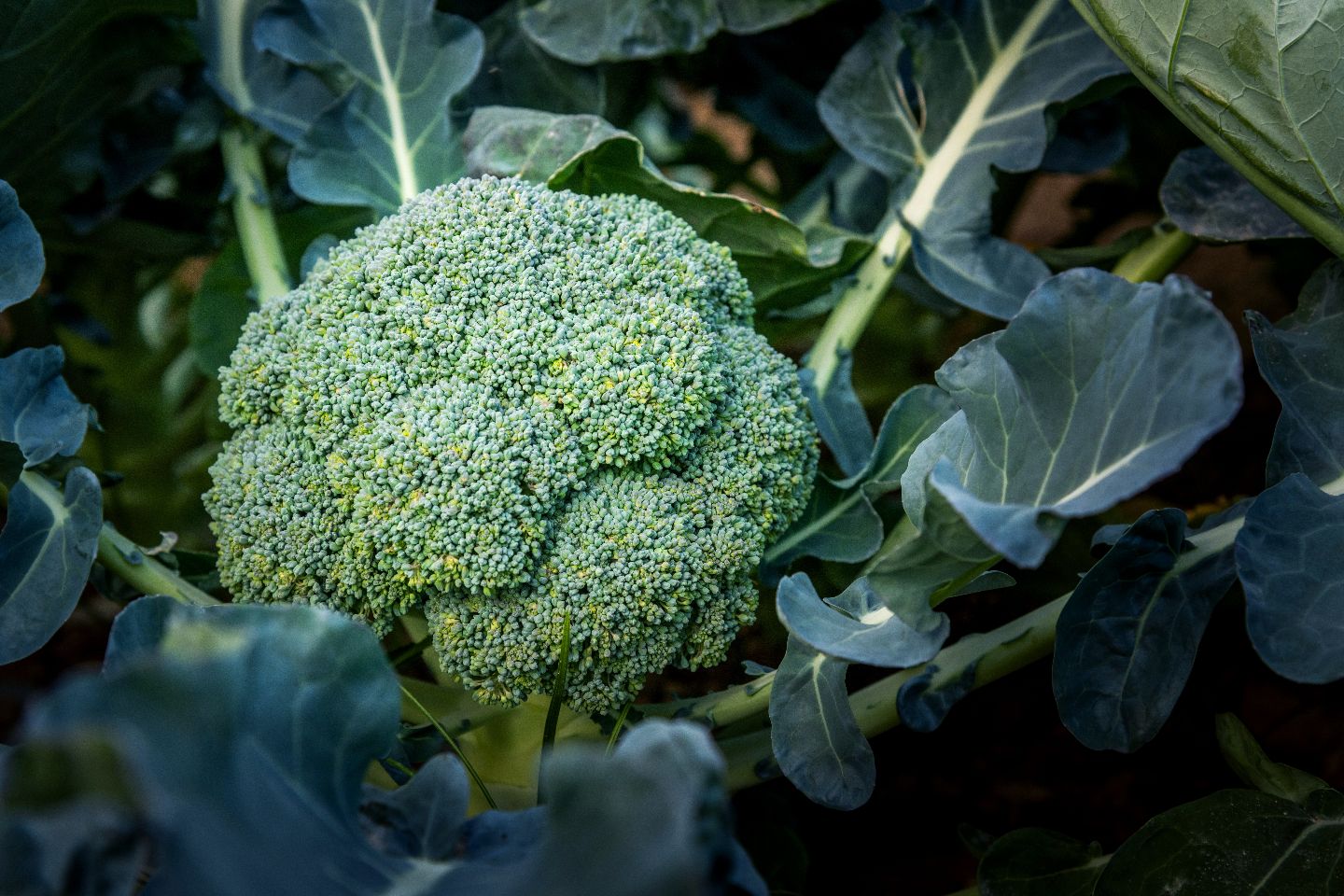 Fresh broccoli selected for quality and freshness.