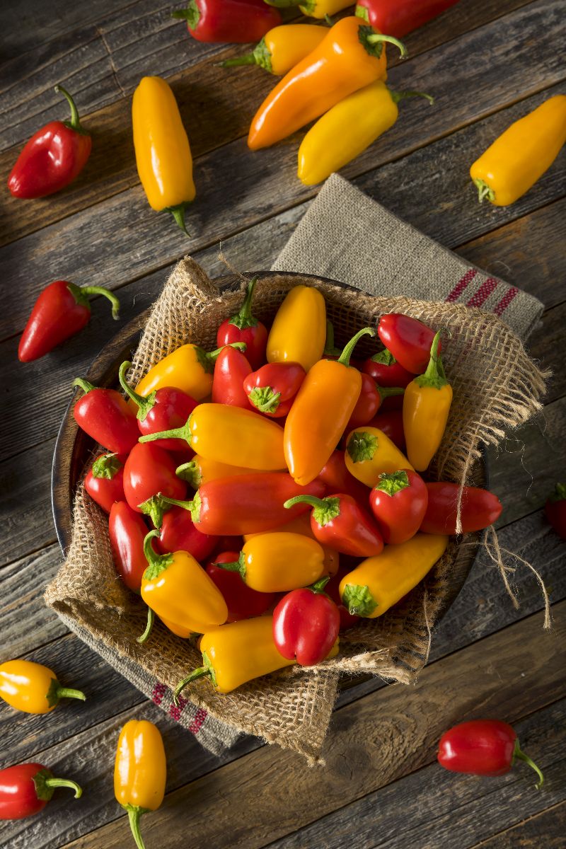 Mini sweet peppers with fresh appearance and natural color.