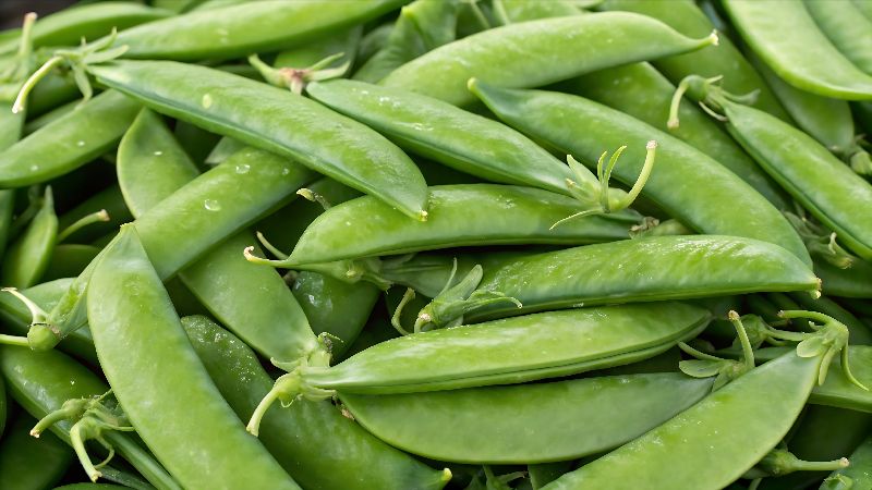 Fresh French beans prepared for market distribution.